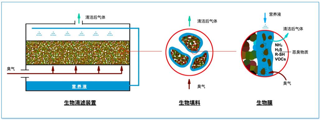 生物濾池的工作原理